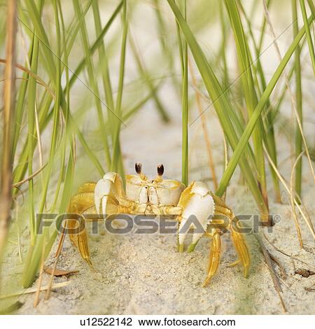 Close up of ghost crab on beach View Large Photo Image Stock Image - Close up of ghost crab on beach. Fotosearch