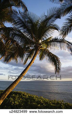 Palm tree by Pacific ocean in Maui, Hawaii View Large Photo Image Stock Photo - Palm tree by Pacific ocean in Maui, Hawaii. Fotosearch