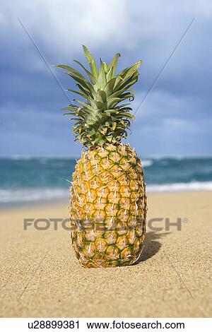 Whole pineapple on tropical beach. View Large Photo Image Stock Image - Whole pineapple on tropical beach.. Fotosearch