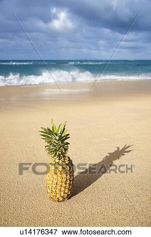 Stock Photo - Whole pineapple on tropical beach.. Fotosearch