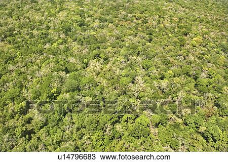 Aerial of dense forest with greenery View Large Photo Image Stock Image - Aerial of dense forest with greenery. Fotosearch