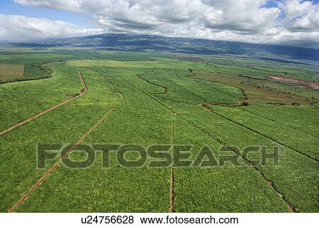 Aerial of irrigated cropland in Maui, Hawaii View Large Photo Image Stock Photo - Aerial of irrigated cropland in Maui, Hawaii. Fotosearch