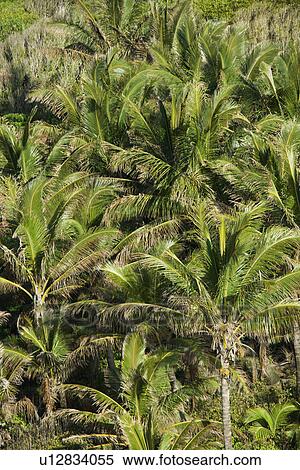 Aerial of palm trees on Maui, Hawaii. View Large Photo Image Stock Photography - Aerial of palm trees on Maui, Hawaii.. Fotosearch