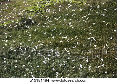 Aerial of white egrets in flight over green grassy field in Maui, Hawaii View Large Photo Image Picture - Aerial of white egrets in flight over green grassy field in Maui, Hawaii. Fotosearch
