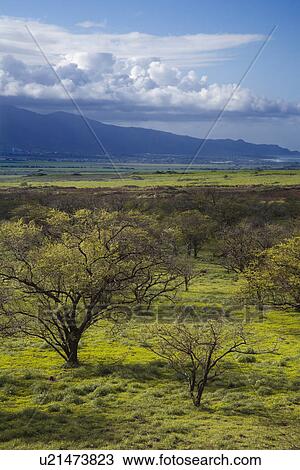 Landscape with green grass and trees with mountain in background in Maui, Hawaii. View Large Photo Image Stock Image - Landscape with green grass and trees with mountain in background in Maui, Hawaii.. Fotosearch