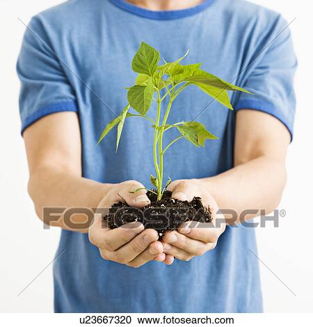 Stock Image - Man standing holding growing cayenne plant. Fotosearch