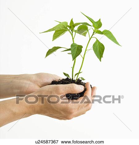 Stock Photo - Man's hand standing holding growing cayenne plant.. Fotosearch