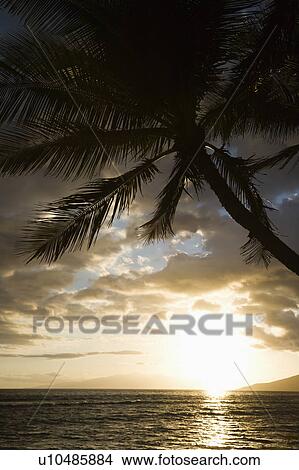 Picture - Palm tree silhouetted against sun setting over Pacific ocean in Maui, Hawaii with island in background.. Fotosearch