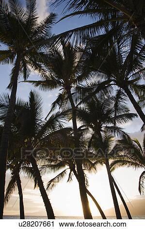 Stock Image - Palm trees silhouetted against sky in Maui, Hawaii.. Fotosearch