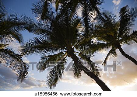 Stock Photograph - Palm trees silhouetted against sky in Maui, Hawaii. Fotosearch