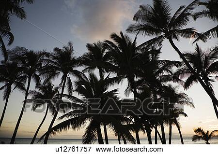 Palm trees silhouetted against sky View Large Photo Image Stock Photo - Palm trees silhouetted against sky. Fotosearch