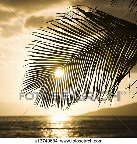 Palm trees silhouetted against sun setting over Pacific ocean in Maui, Hawaii View Large Photo Image Picture - Palm trees silhouetted against sun setting over Pacific ocean in Maui, Hawaii. Fotosearch