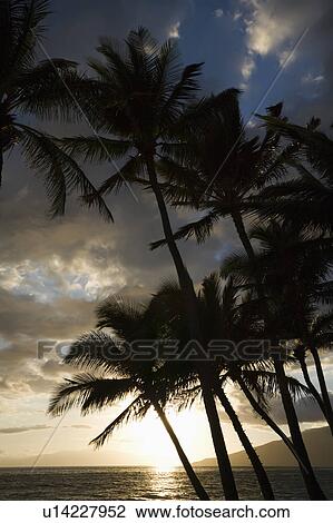 Palm trees silhouetted against sun setting over Pacific ocean in Maui, Hawaii with island in background. View Large Photo Image Stock Image - Palm trees silhouetted against sun setting over Pacific ocean in Maui, Hawaii with island in background.. Fotosearch