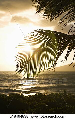 Palm trees silhouetted against sun setting over Pacific ocean in Maui, Hawaii View Large Photo Image Stock Photo - Palm trees silhouetted against sun setting over Pacific ocean in Maui, Hawaii. Fotosearch