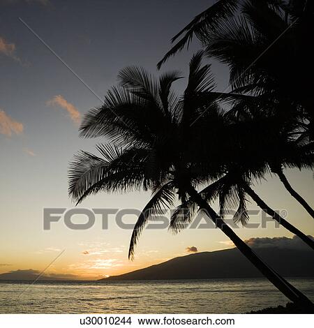 Picture - Sunset over Pacific ocean with silhouetted palm trees.. Fotosearch