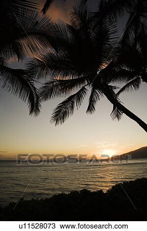 Sunset over Pacific ocean with silhouetted palm trees View Large Photo Image Stock Image - Sunset over Pacific ocean with silhouetted palm trees. Fotosearch
