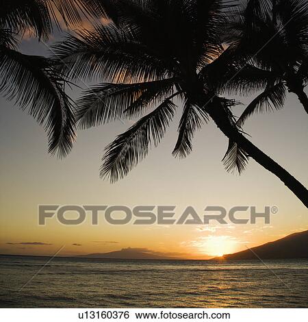 Sunset over Pacific ocean with silhouetted palm trees. View Large Photo Image Stock Photograph - Sunset over Pacific ocean with silhouetted palm trees.. Fotosearch