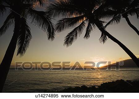 Stock Photography - Sunset over Pacific ocean with silhouetted palm trees.. Fotosearch