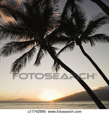 Sunset over Pacific ocean with silhouetted palm trees View Large Photo Image Stock Photography - Sunset over Pacific ocean with silhouetted palm trees. Fotosearch