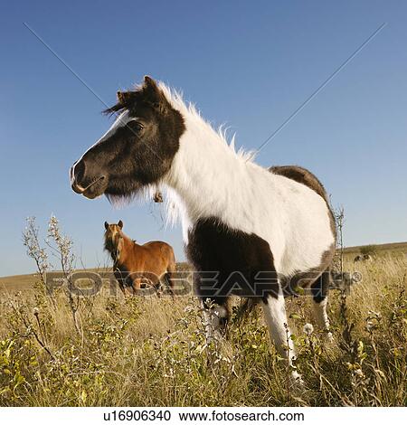 Stock Image - Black and white Falabella miniature horse with brown Falabella miniature horse iin background standing in field.. Fotosearch