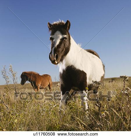 Stock Photo - Black and white Falabella miniature horse with brown Falabella miniature horse iin background standing in field.. Fotosearch