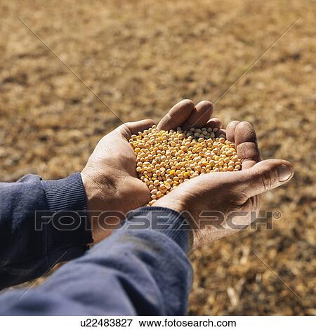 Caucasion middle-age man holding pile of soybeans in his hands. View Large Photo Image Stock Photo - Caucasion middle-age man holding pile of soybeans in his hands.. Fotosearch