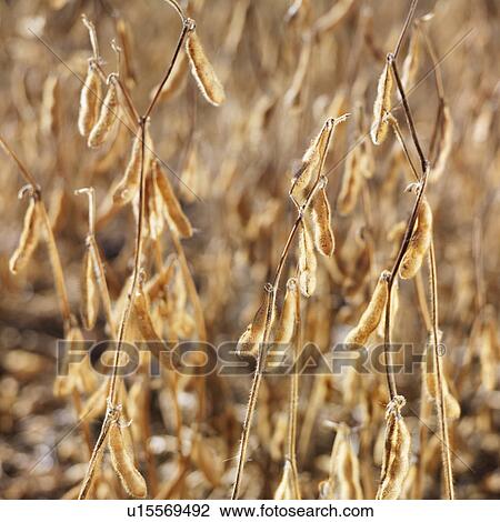 Close-up of golden soybeans growing in field View Large Photo Image Stock Image - Close-up of golden soybeans growing in field. Fotosearch