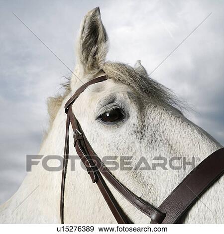 Stock Photo - Close-up portrait of white flea-bitten horse wearing bridle.. Fotosearch