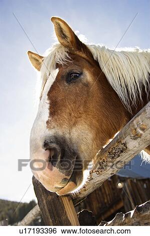 Draft horse leaning over ralling of a fence. View Large Photo Image Stock Photograph - Draft horse leaning over ralling of a fence.. Fotosearch