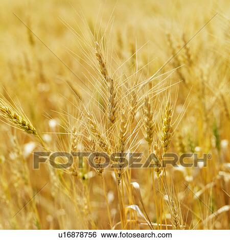 Golden field of wheat ready for harvest View Large Photo Image Stock Photograph - Golden field of wheat ready for harvest. Fotosearch
