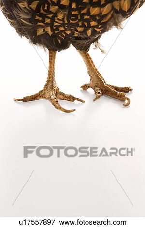 Golden Laced Wyandotte chicken feet. View Large Photo Image Stock Photo - Golden Laced Wyandotte chicken feet.. Fotosearch