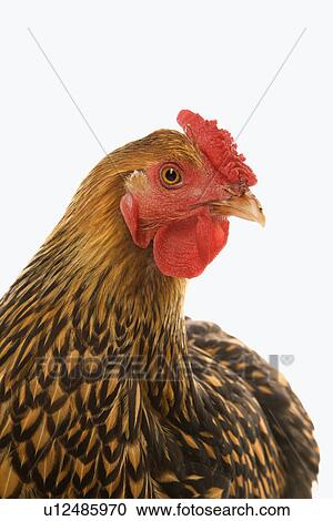 Golden Laced Wyandotte chicken. View Large Photo Image Stock Image - Golden Laced Wyandotte chicken.. Fotosearch