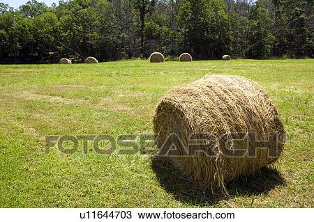 Stock Image - Hay bale in farm field. Fotosearch