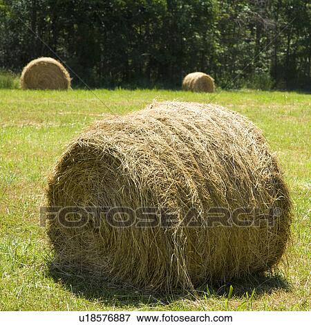 Hay bale in field with others in background. View Large Photo Image Stock Photo - Hay bale in field with others in background.. Fotosearch