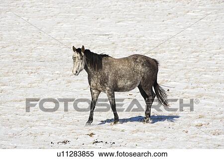 Horse in snow covered pasture. View Large Photo Image Stock Photography - Horse in snow covered pasture.. Fotosearch