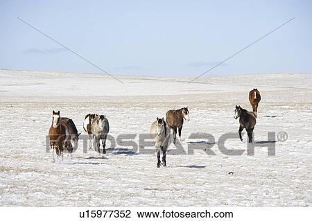 Horses in snow covered pasture. View Large Photo Image Stock Image - Horses in snow covered pasture.. Fotosearch