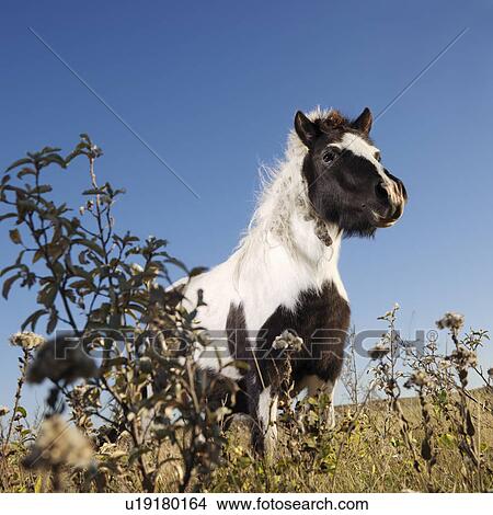 Picture - Low angle view of black and white Falabella miniature horse in field. Fotosearch