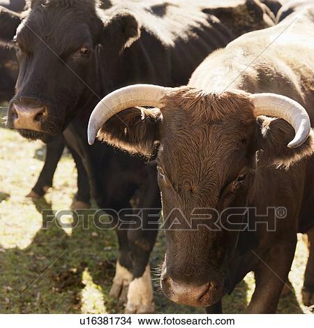 Portrait of Devon bull Angus cow. View Large Photo Image Picture - Portrait of Devon bull Angus cow.. Fotosearch