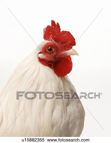 Stock Photography - Portrait of Old English Bantam Rooster.. Fotosearch