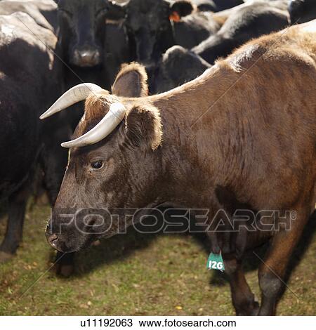 Profile portrait of Devon bull with Angus cows in background. View Large Photo Image Stock Image - Profile portrait of Devon bull with Angus cows in background.. Fotosearch