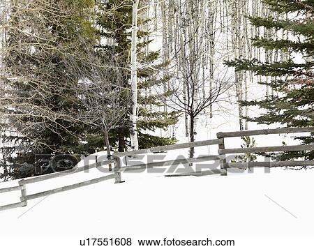 Snow covered Colorado landscape with trees and post and rail fence. View Large Photo Image Stock Photo - Snow covered Colorado landscape with trees and post and rail fence.. Fotosearch