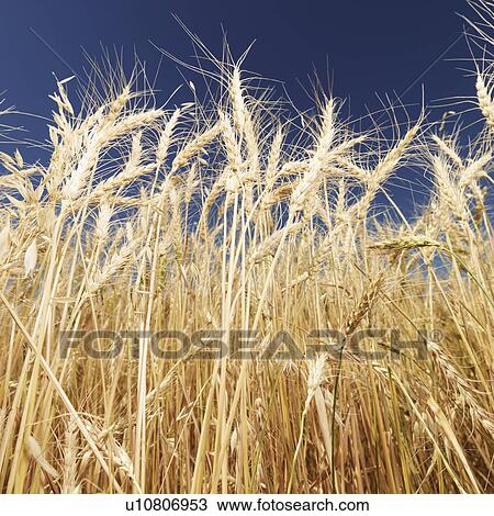 Worms eye view of golden wheat field ready for harvest against blue sky View Large Photo Image Stock Image - Worms eye view of golden wheat field ready for harvest against blue sky. Fotosearch