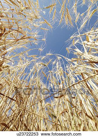 Worms eye view of golden wheat field ready for harvest agaist blue sky. View Large Photo Image Stock Image - Worms eye view of golden wheat field ready for harvest agaist blue sky.. Fotosearch