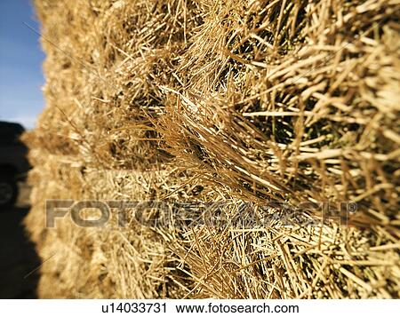 Close up shot of bale of hay View Large Photo Image Stock Image - Close up shot of bale of hay. Fotosearch