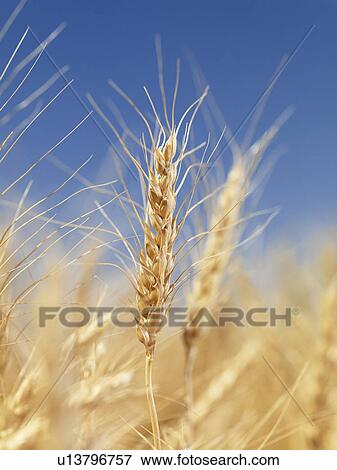 Close up view of wheat field ready for harvest. View Large Photo Image Stock Photo - Close up view of wheat field ready for harvest.. Fotosearch