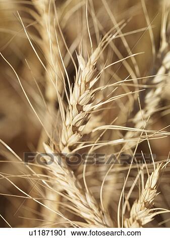 Stock Image - Close up view of wheat ready for harvest. Fotosearch