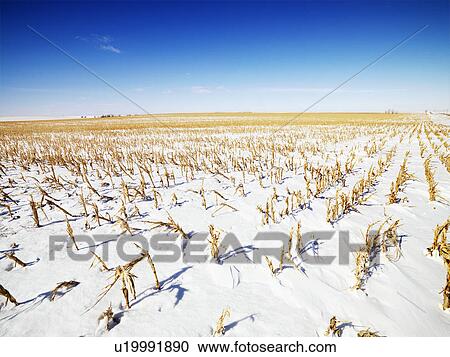 Desolate snow covered corn field in the Midwestern, USA View Large Photo Image Stock Image - Desolate snow covered corn field in the Midwestern, USA. Fotosearch