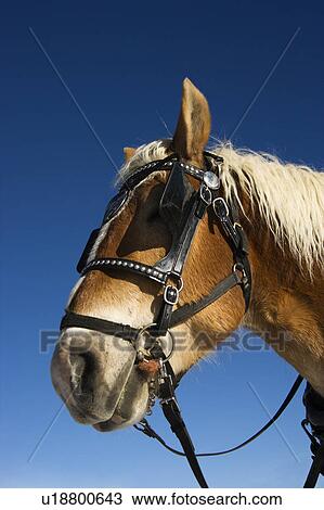 Draft horse in harness and blinders View Large Photo Image Stock Image - Draft horse in harness and blinders. Fotosearch