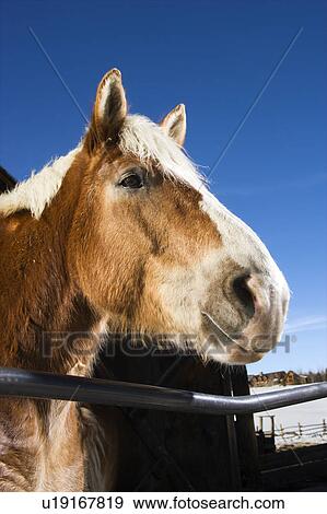 Draft horse leaning over fence View Large Photo Image Stock Photo - Draft horse leaning over fence. Fotosearch