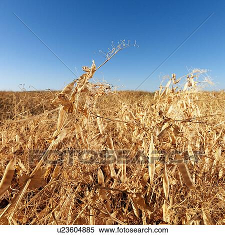 Drying yellow pea plants in farmland View Large Photo Image Stock Photography - Drying yellow pea plants in farmland. Fotosearch